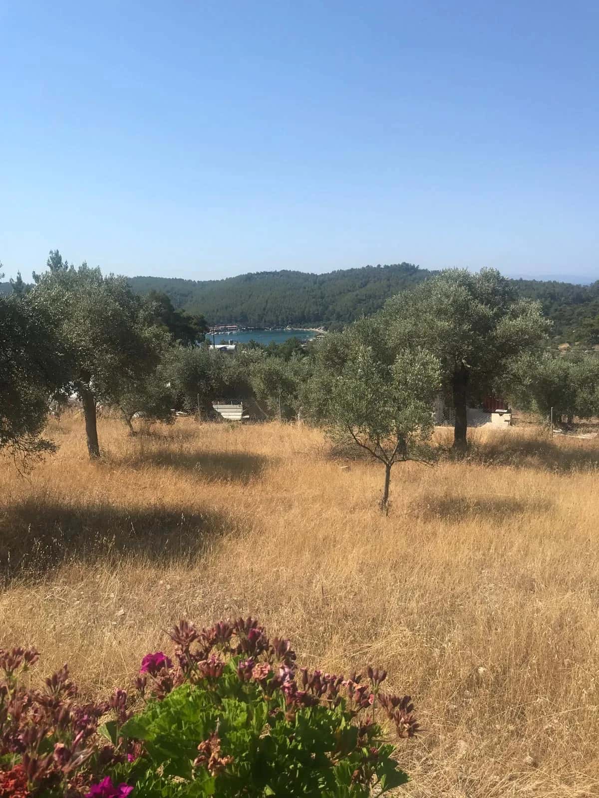 Deniz manzarasına açılan zeytin ağaçlı kamp alanı