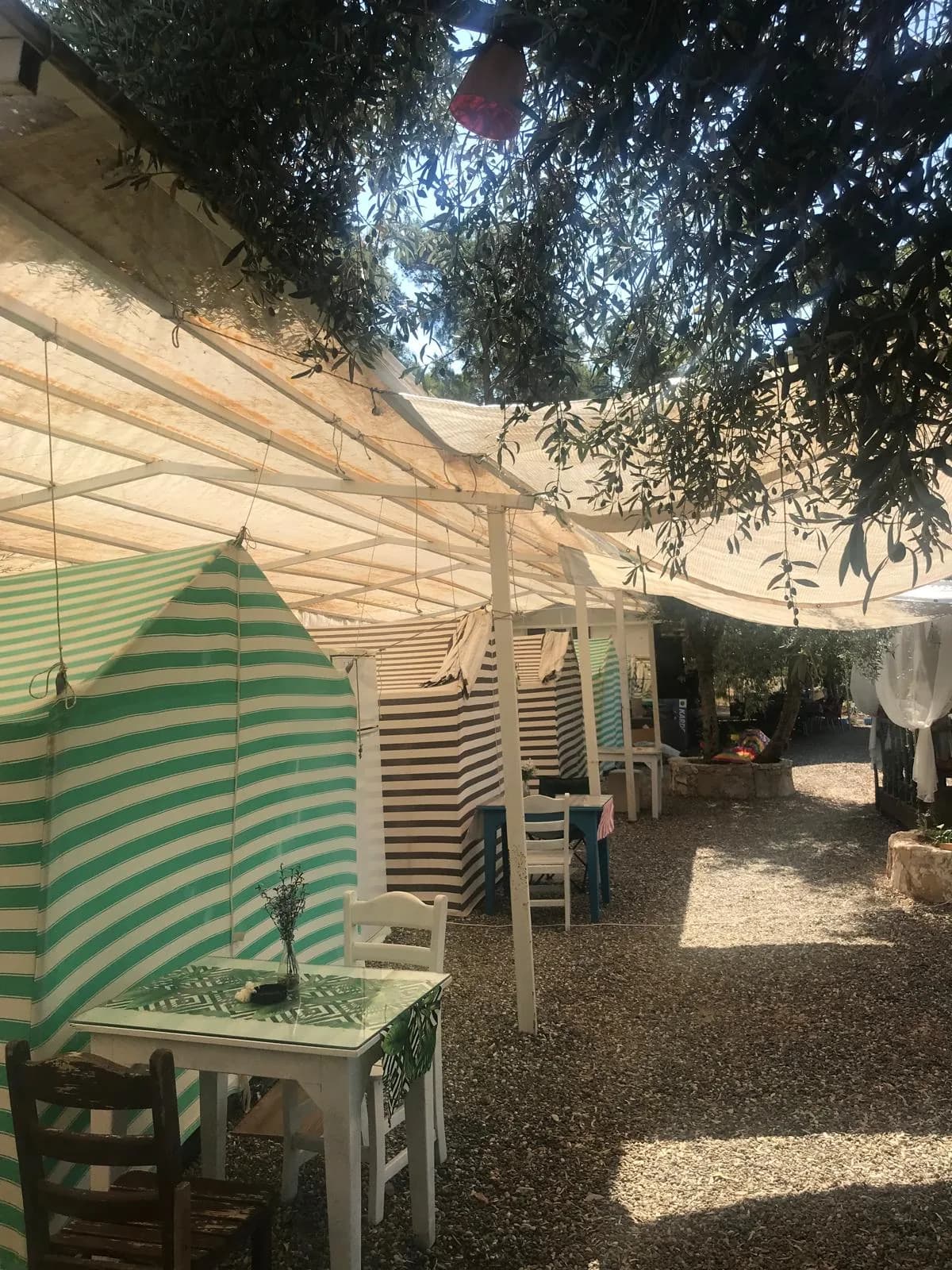 Zeytin ağaçları altındaki çizgili hazır çadırlar
